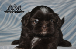 Filhotes de shih tzu Nova Friburgo